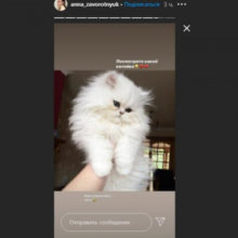 Дочь Заворотнюк обзавелась котенком